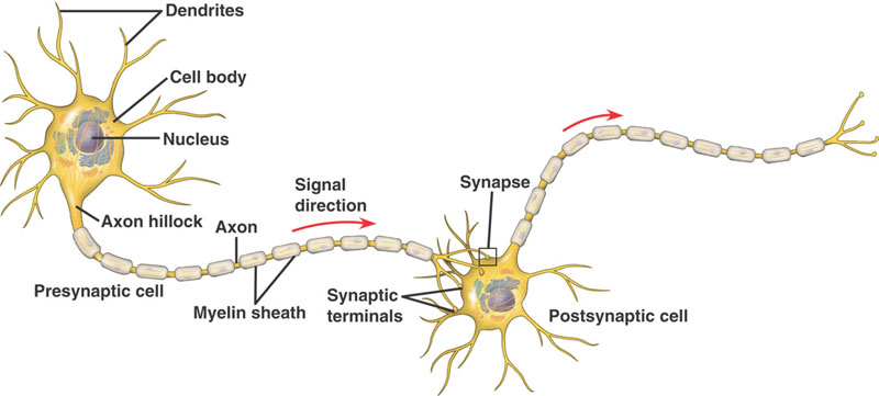 Neurotransmission